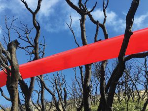 Doron Gazit | Red Line in the Burnt Forest